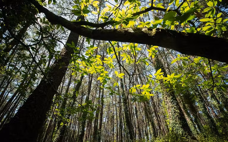 Laureles en Cortegada.