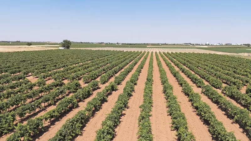 El paisaje de vides rodea Tomelloso.