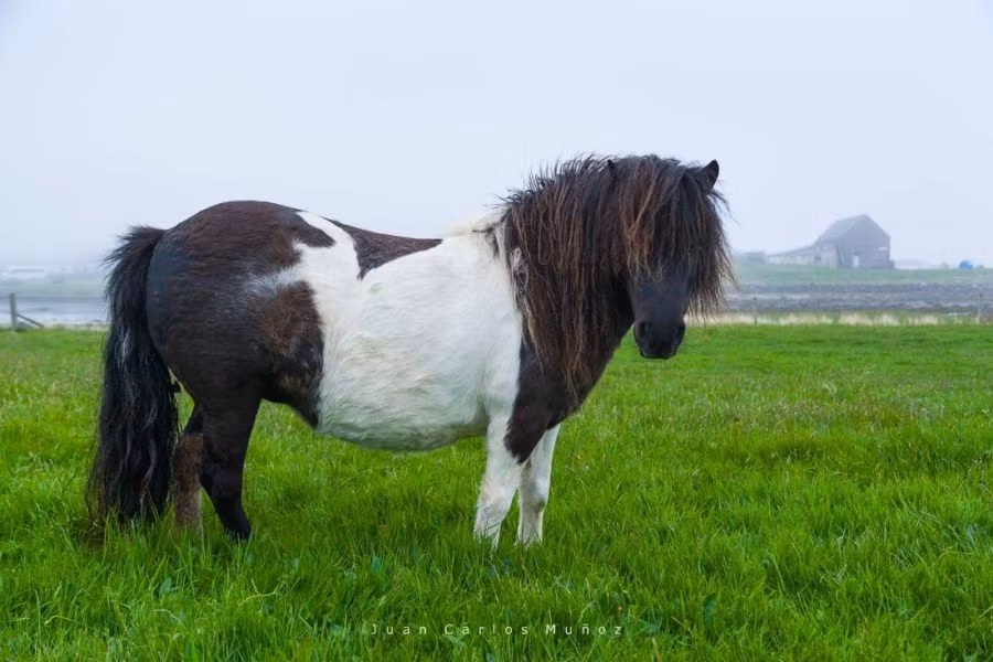 poni, islas shetland