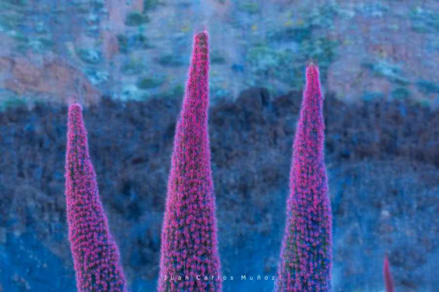 Tajinastes florecidos.