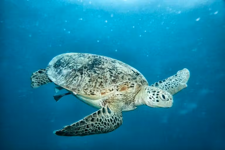 Tortuga marina en Malasia