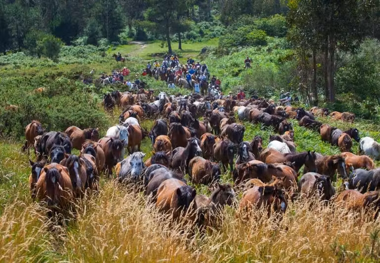 rapa das bestas, sabucedo, fiestas de galicia