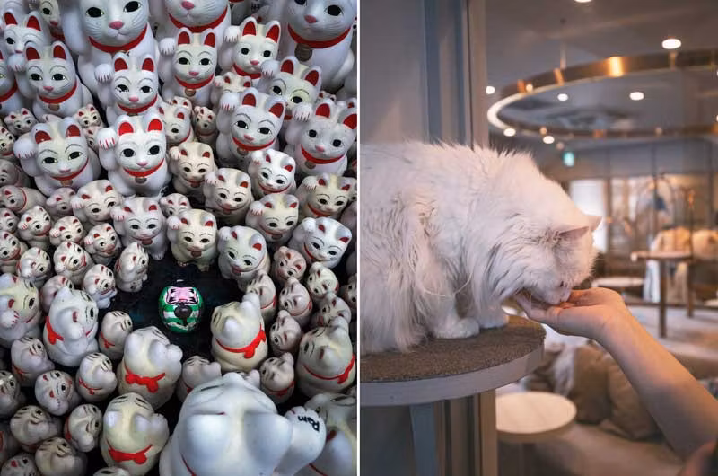 Gatos de la suerte en el Templo Gotokuji y Cat Cafe Mocha.