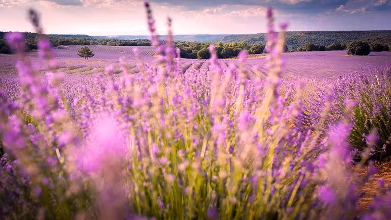 Flores de la lavanda de Guadalajara
