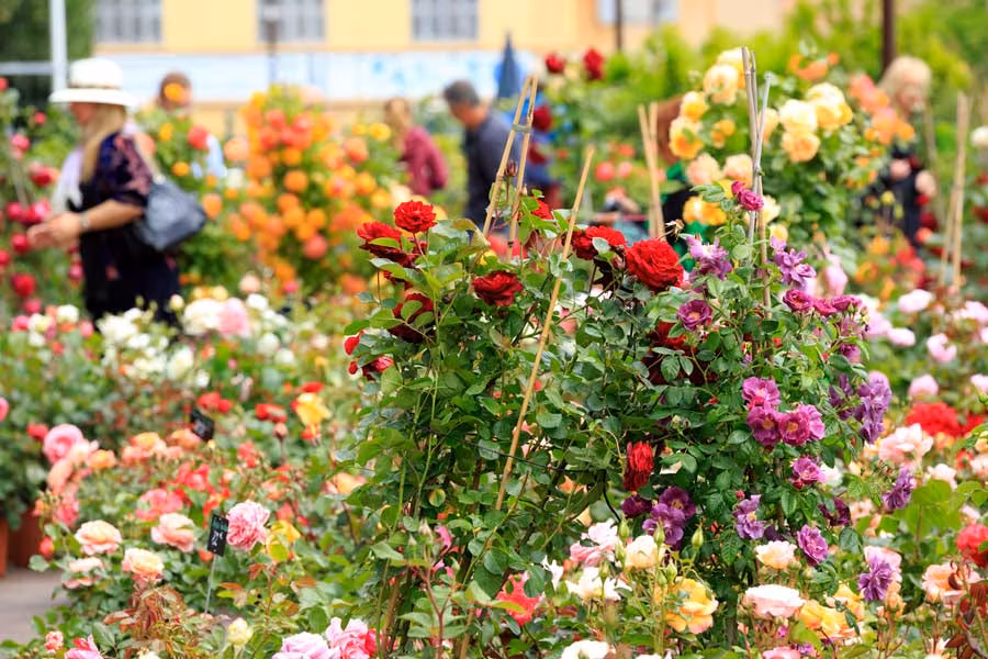 Ruta por los jardines y perfumes de la Costa Azul