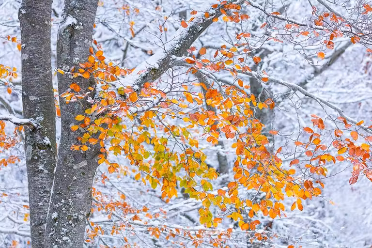 bosque de valvanera la rioja