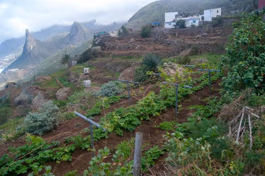 Parcelas plantadas con papa y viña malvasía en Los Auchones, con vistas al fondo del Roque de las Ánimas en Taganana.