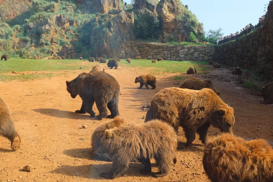 Vista desde el coche dentro del recinto de los osos en la Visita Salvaje de Cabárceno
