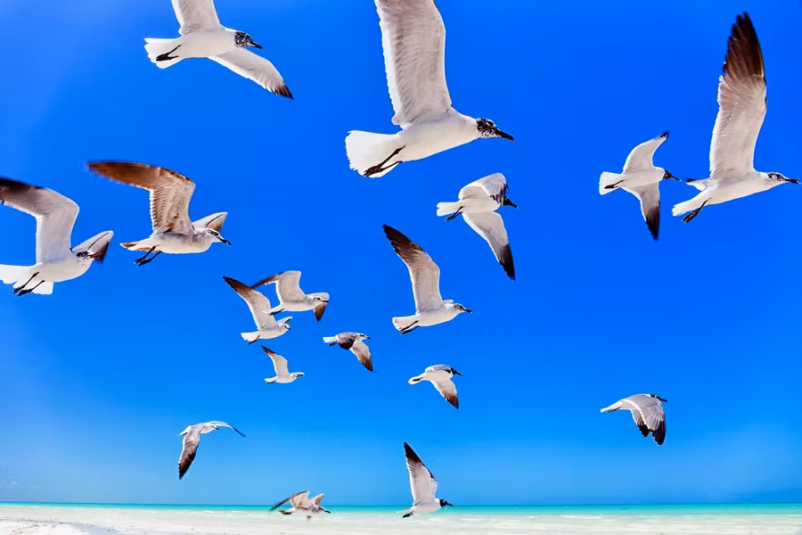 viajes a yucatan, gaviotas en holbox