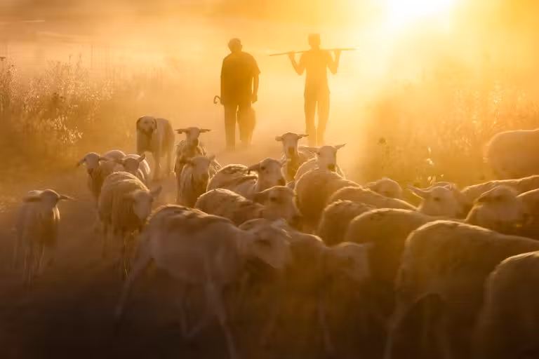 Yerba: el corazón verde de la trashumancia