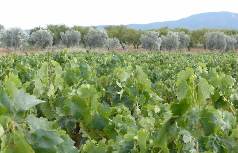 Olivos y viñedos en la Rioja Media.