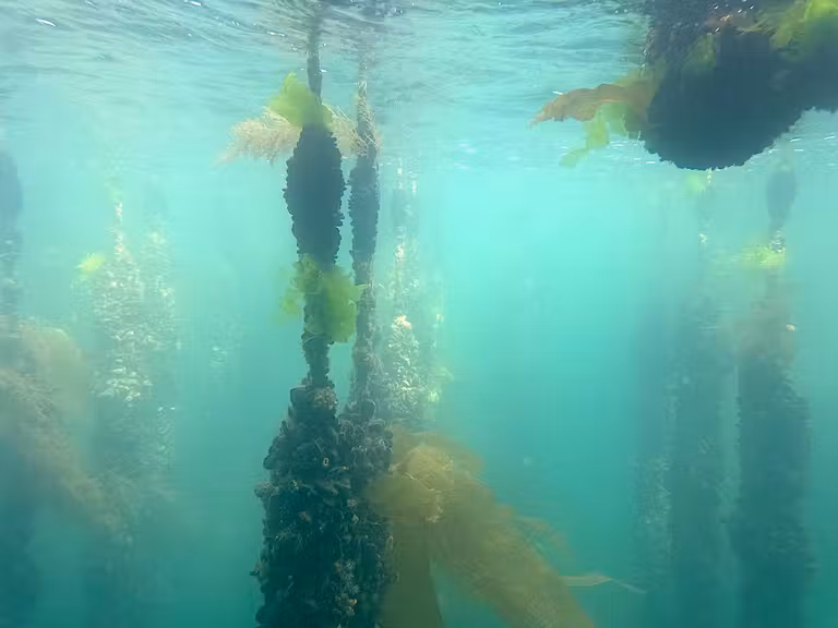 Criadero de mejillones visto desde un barco con ventanas submarinas.