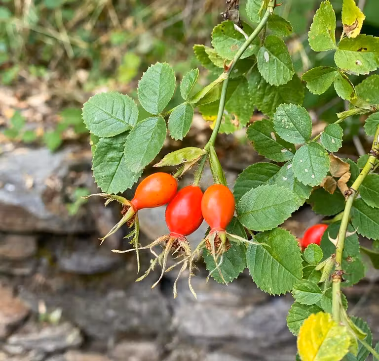 rosal silvestre hayedo montejo