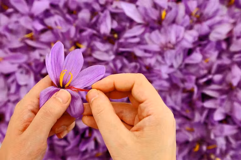La Mancha toledana: excursión a Madridejos para conocer el mundo del azafrán