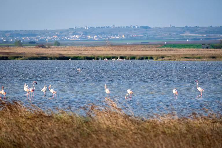 Laguna de Manjavacas, en Mota del Cuervo.