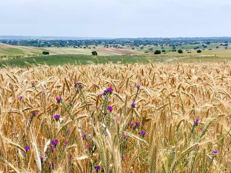 Entorno campestre de la finca.
