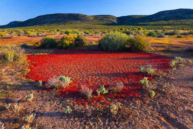 Flores en Clanwillian, en el desierto de Sudáfrica.