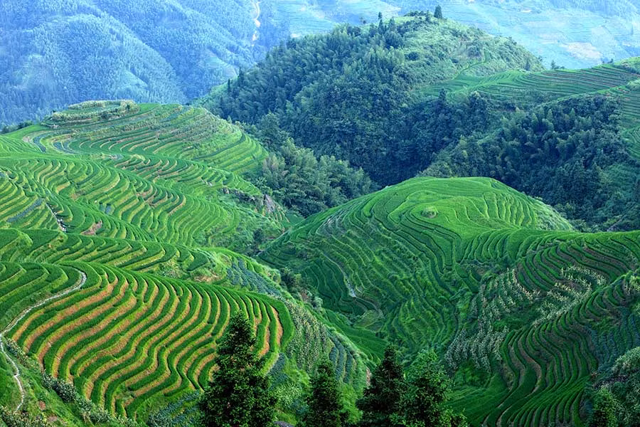 Panorámica de los arrozales.