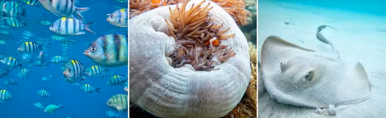 especies marinas de Malasia