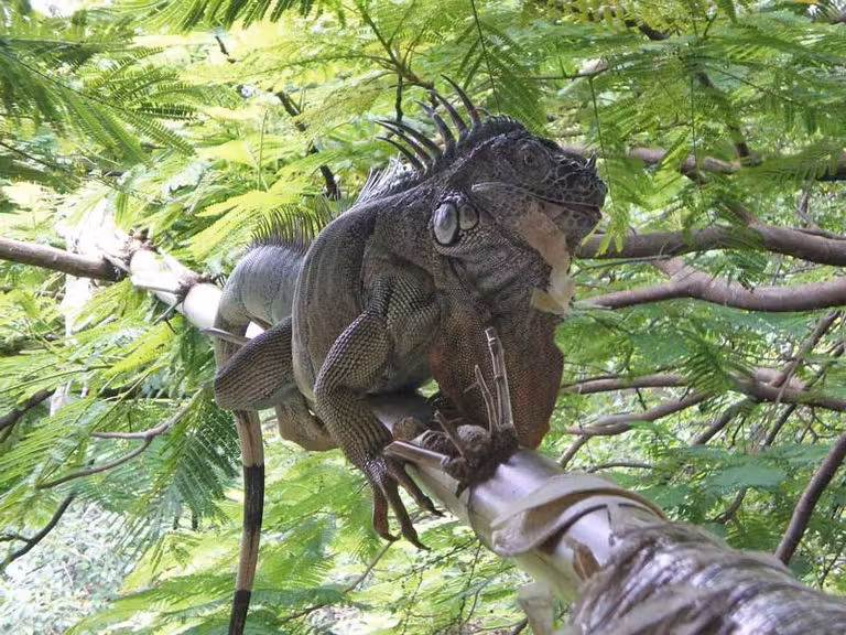 Iguana en Puerto Vallarta