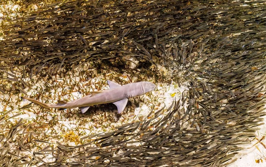 snorkel o buceo en las seychelles
