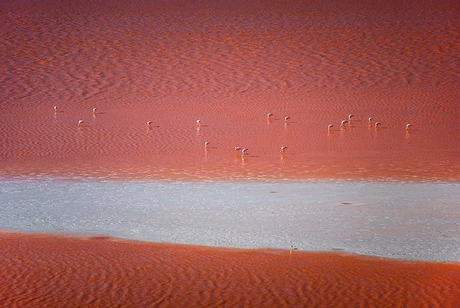 Laguna Colorada (Bolivia).