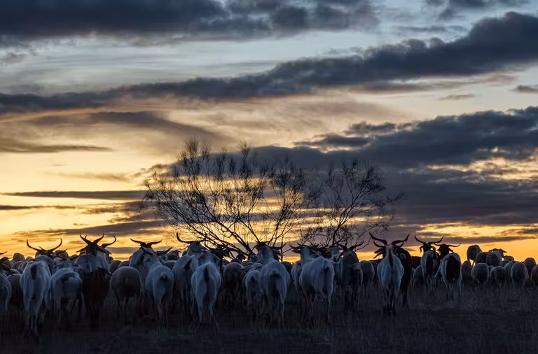 Exposición de Katy Gómez dedicada a la trashumancia