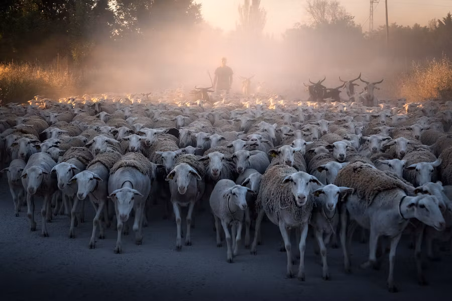 'Yerba, el corazón verde de la trashumancia', la nueva exposición de Katy Gómez Catalina