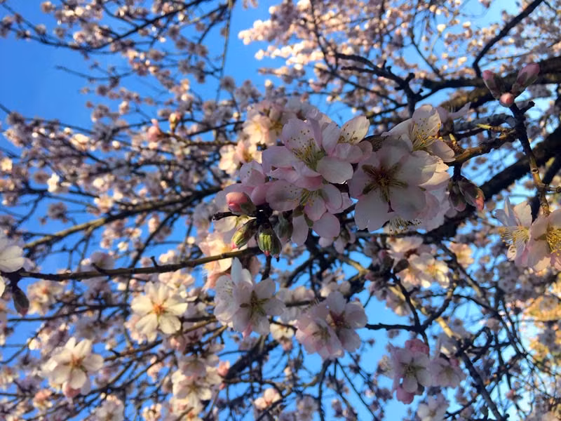 Los almendros en flor de la Quinta de los Molinos inaguran la primavera madrileña