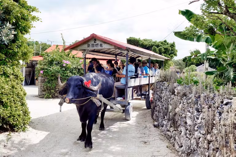 En Taketomi se puede recorrer el pueblo en un carro tirado por bueyes.