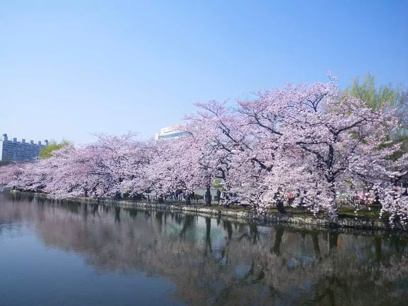 Cerezos en el Parque Ueno.