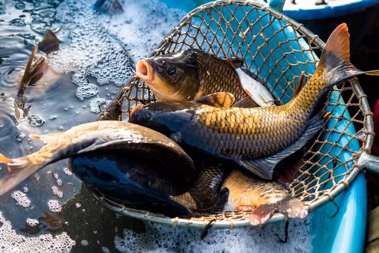 carpas vivas en republica checa