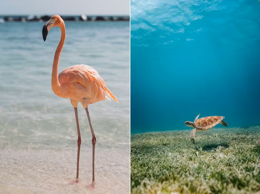 Flamenco y tortuga en el Caribe