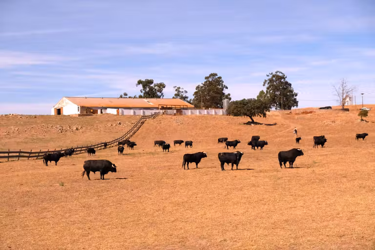 Herdade de Passanha, cría de reses bravas.