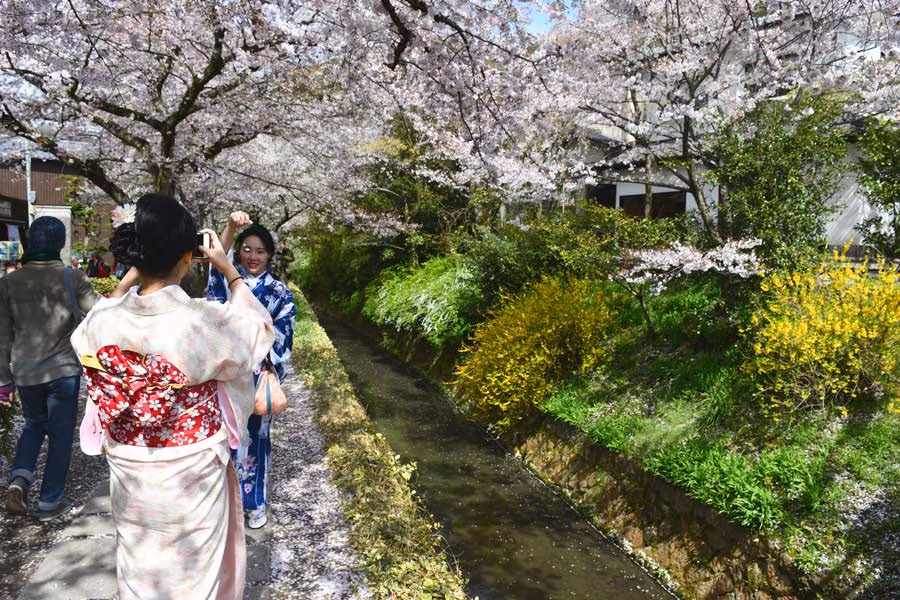 3 días en Kioto para ver los cerezos en flor