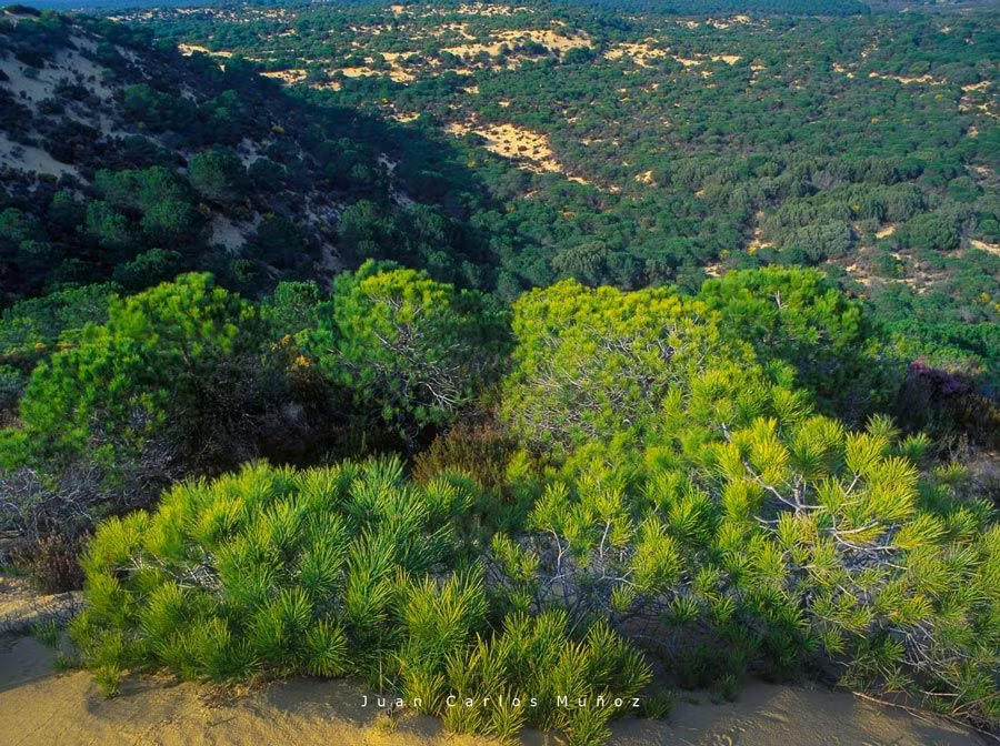 Pinares y dunas fósiles en playa Torre de la Higuera.