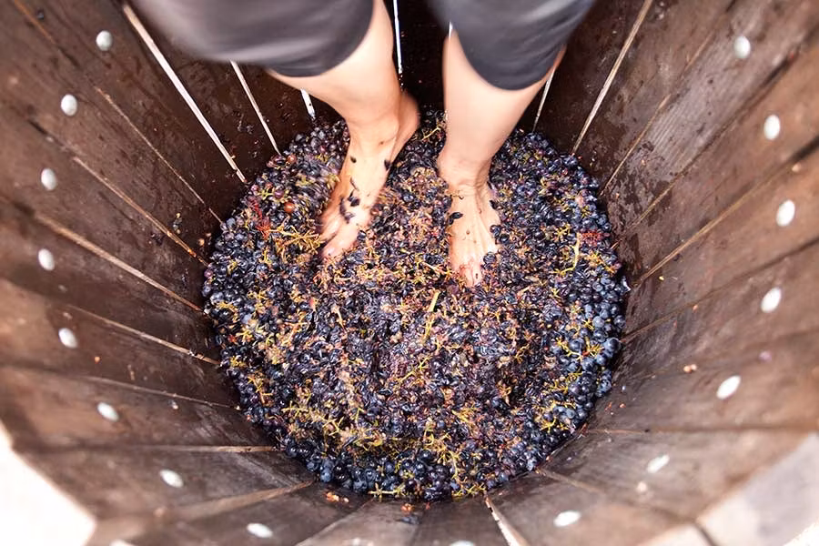 rutas por rioja alavesa, vendimia, pisar las uvas