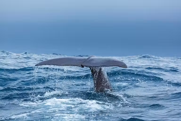 cola de un cachalote en la costa vasca