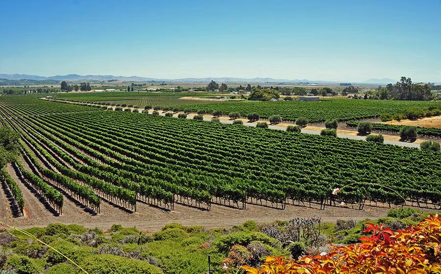 Viñedos de California.