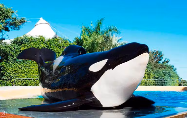 orca en Loro Parque en tenerife