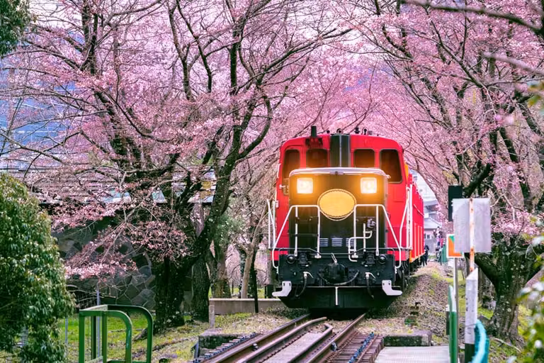 Tren en Kioto con los cerezos en flor.