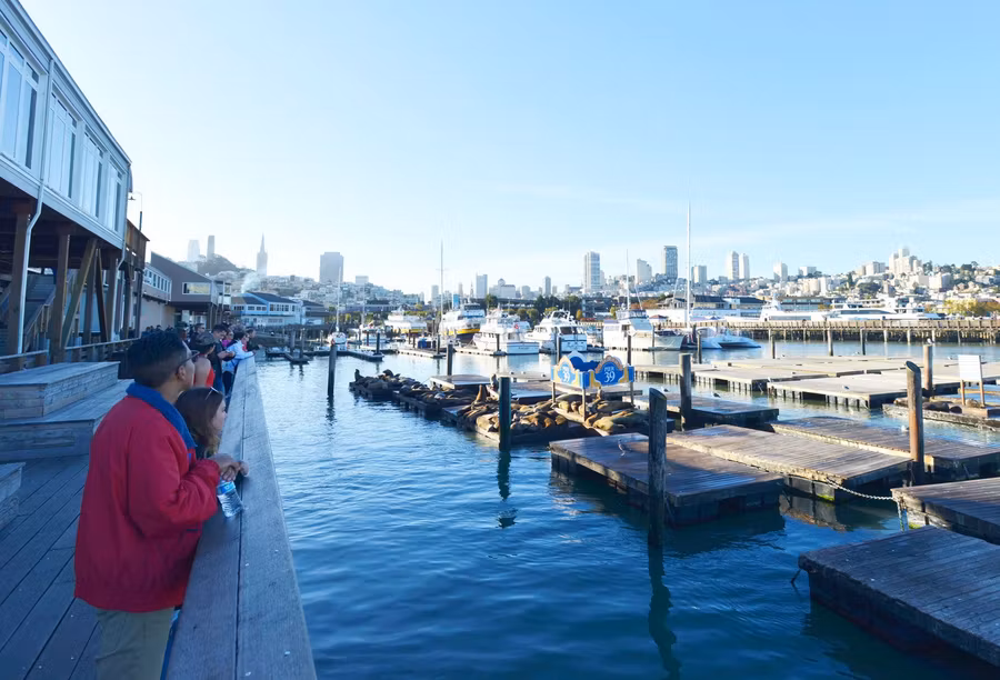 Leones marinos en Pier 39.