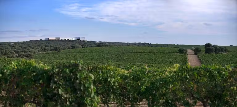 Viñedos de Finca Antigua.