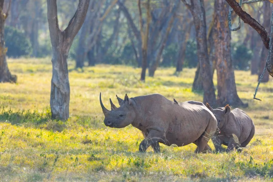 rinocerontes solio ranch kenia