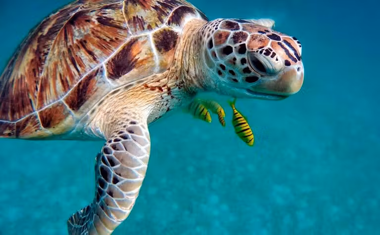 nadar con tortugas marinas en seychelles