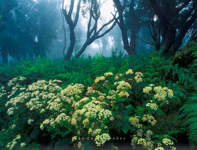 Laurisilva y bosque de fayal en El Hierro.