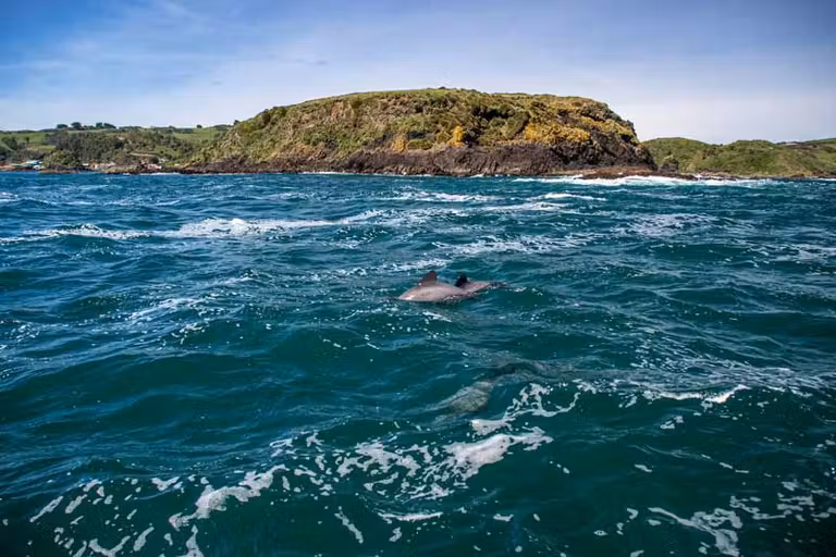 delfines en Chiloé.