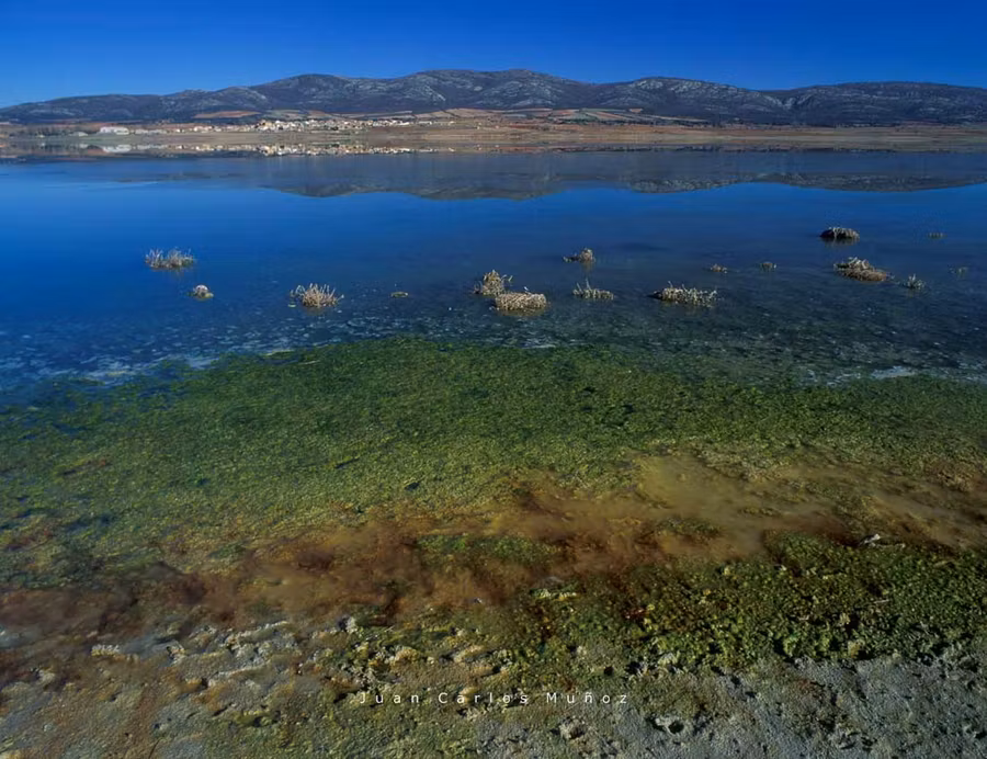 Grullas, Laguna de Gallocanta, Aragon, Espana