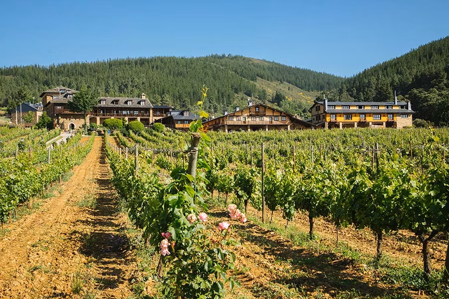 Las viñas rodean al Palacio de Canedo.