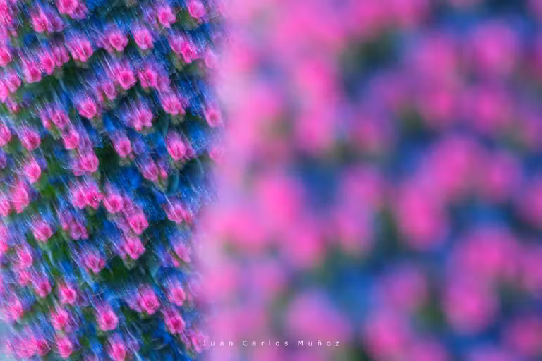 El bello color rosado del tajinaste en primavera.